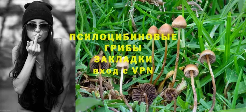 Псилоцибиновые грибы Cubensis  Исилькуль 